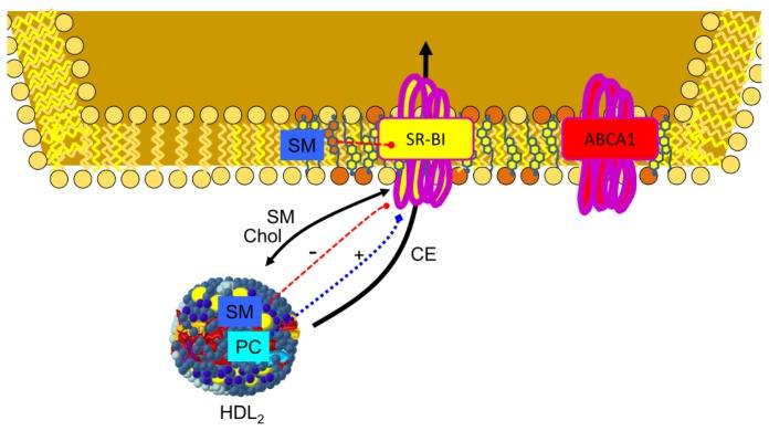 https://cdn.ncbi.nlm.nih.gov/pmc/blobs/aaf1/3645712/08c6aae7ab6d/ijms-14-07716f6.jpg