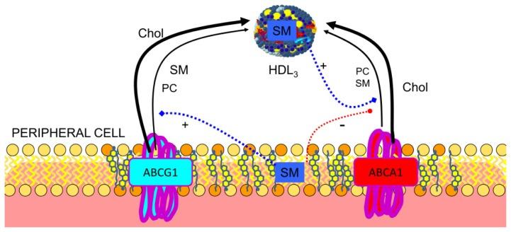https://cdn.ncbi.nlm.nih.gov/pmc/blobs/aaf1/3645712/0ab37d14ae84/ijms-14-07716f4.jpg