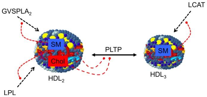https://cdn.ncbi.nlm.nih.gov/pmc/blobs/aaf1/3645712/f772134bbe15/ijms-14-07716f5.jpg