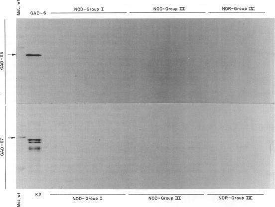 https://cdn.ncbi.nlm.nih.gov/pmc/blobs/aaf2/1534525/7af435583bfe/clinexpimmunol00024-0135-a.jpg