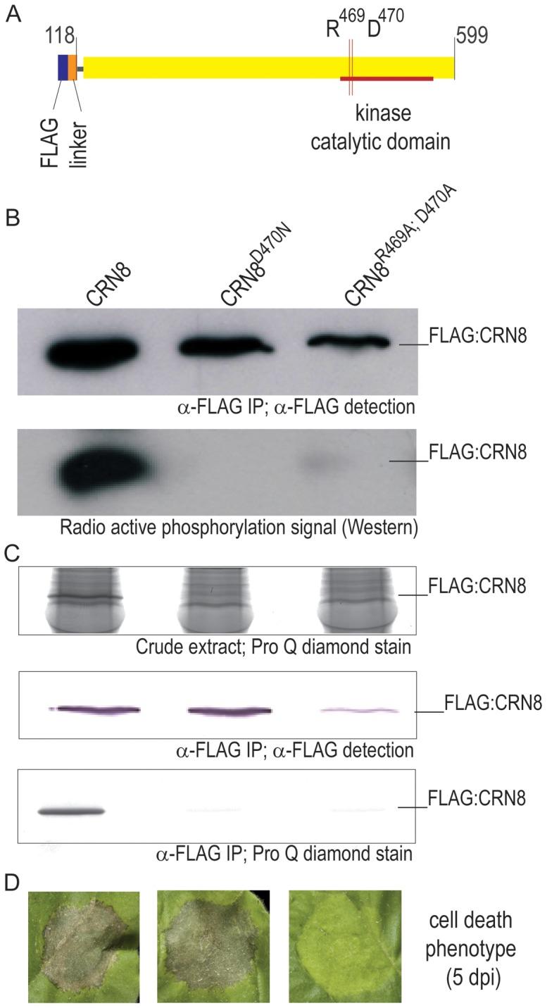 https://cdn.ncbi.nlm.nih.gov/pmc/blobs/aaf2/3426532/9f14b5ab7f43/ppat.1002875.g003.jpg