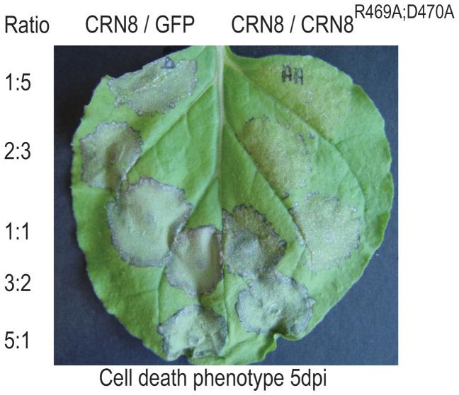 https://cdn.ncbi.nlm.nih.gov/pmc/blobs/aaf2/3426532/be273dde6511/ppat.1002875.g005.jpg