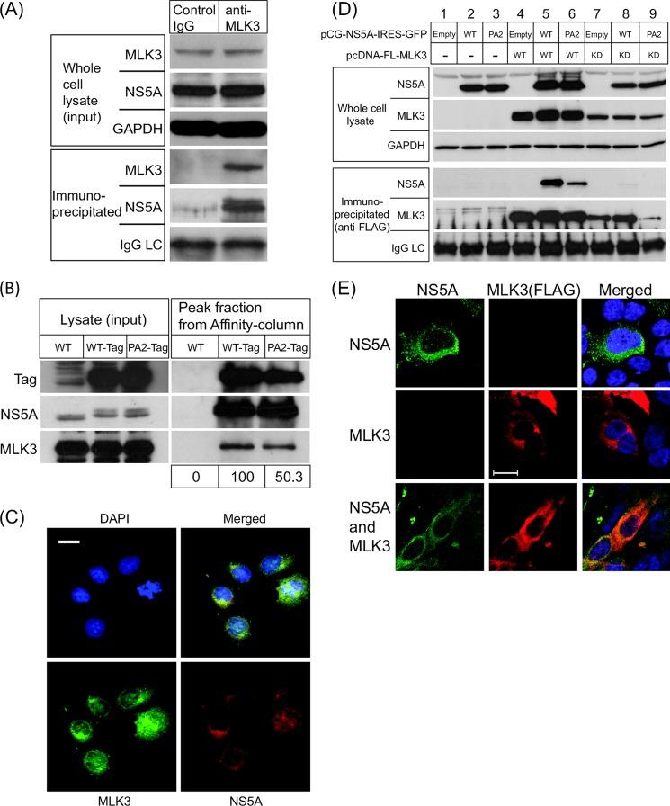 https://cdn.ncbi.nlm.nih.gov/pmc/blobs/aaf4/3750171/1c9f0c32c567/zbc0391359790002.jpg