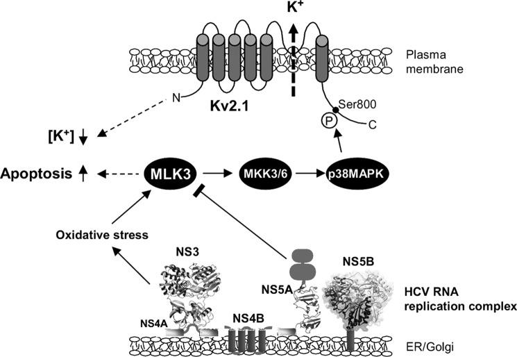 https://cdn.ncbi.nlm.nih.gov/pmc/blobs/aaf4/3750171/30b2f54b8e2e/zbc0391359790008.jpg
