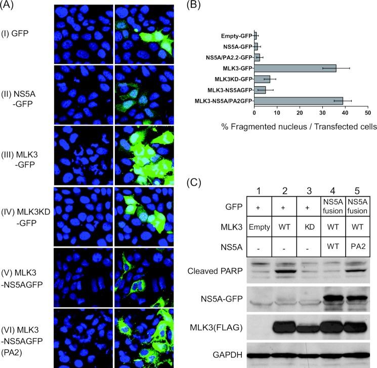 https://cdn.ncbi.nlm.nih.gov/pmc/blobs/aaf4/3750171/6fe05de4776c/zbc0391359790003.jpg