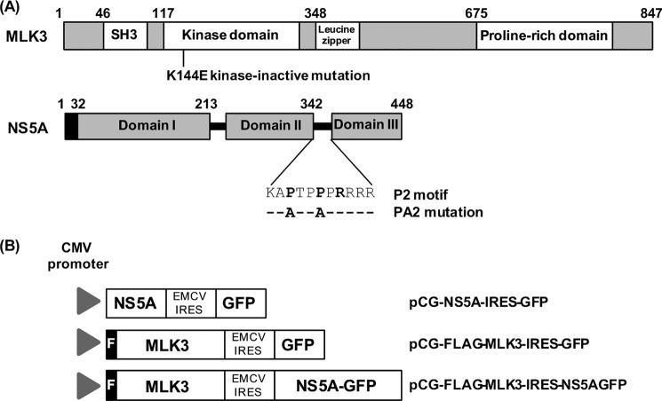 https://cdn.ncbi.nlm.nih.gov/pmc/blobs/aaf4/3750171/d6d2f7f3087e/zbc0391359790001.jpg