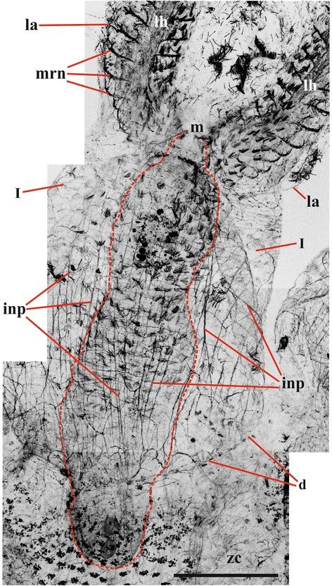 https://cdn.ncbi.nlm.nih.gov/pmc/blobs/aaf4/4603689/0e440c2a24eb/12983_2015_112_Fig10_HTML.jpg