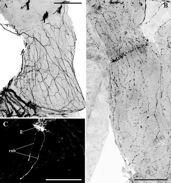 https://cdn.ncbi.nlm.nih.gov/pmc/blobs/aaf4/4603689/141c83754264/12983_2015_112_Fig14_HTML.jpg