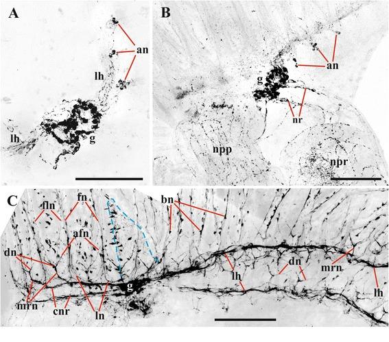 https://cdn.ncbi.nlm.nih.gov/pmc/blobs/aaf4/4603689/8ab5adbec690/12983_2015_112_Fig6_HTML.jpg