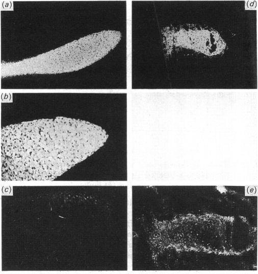 https://cdn.ncbi.nlm.nih.gov/pmc/blobs/aaf5/1138870/3bbe0aa9c87f/biochemj00203-0307-a.jpg