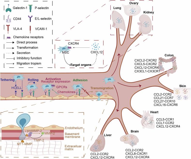 https://cdn.ncbi.nlm.nih.gov/pmc/blobs/aaf6/11399464/0e38bbb4414d/41392_2024_1936_Fig1_HTML.jpg