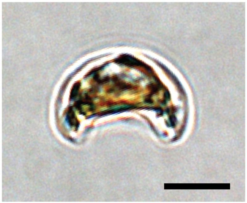 https://cdn.ncbi.nlm.nih.gov/pmc/blobs/aaf8/11167328/09415d0711c9/wellcomeopenres-9-23805-g0000.jpg