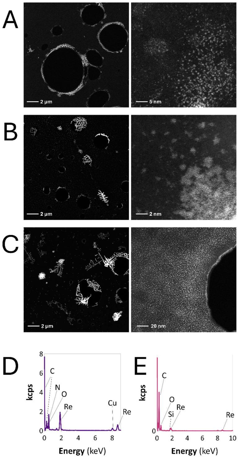 https://cdn.ncbi.nlm.nih.gov/pmc/blobs/aaf8/11508990/39034c8d2610/ijms-25-11319-g005.jpg