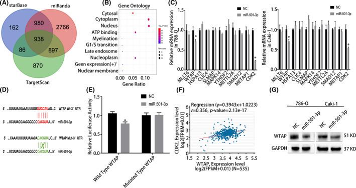 https://cdn.ncbi.nlm.nih.gov/pmc/blobs/aaf8/8525086/3b44bc93b0c2/CAM4-10-7222-g002.jpg