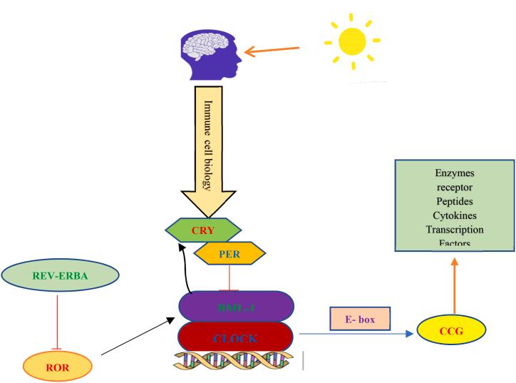 https://cdn.ncbi.nlm.nih.gov/pmc/blobs/aafa/10558889/f7aca22399a8/gr3.jpg