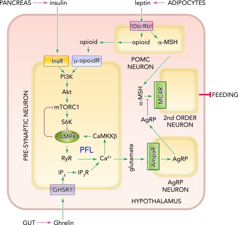 https://cdn.ncbi.nlm.nih.gov/pmc/blobs/aafb/3949207/3570a0830955/phy0021402120004.jpg