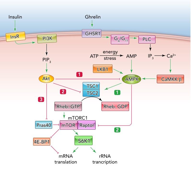 https://cdn.ncbi.nlm.nih.gov/pmc/blobs/aafb/3949207/f10709b9febe/phy0021402120003.jpg