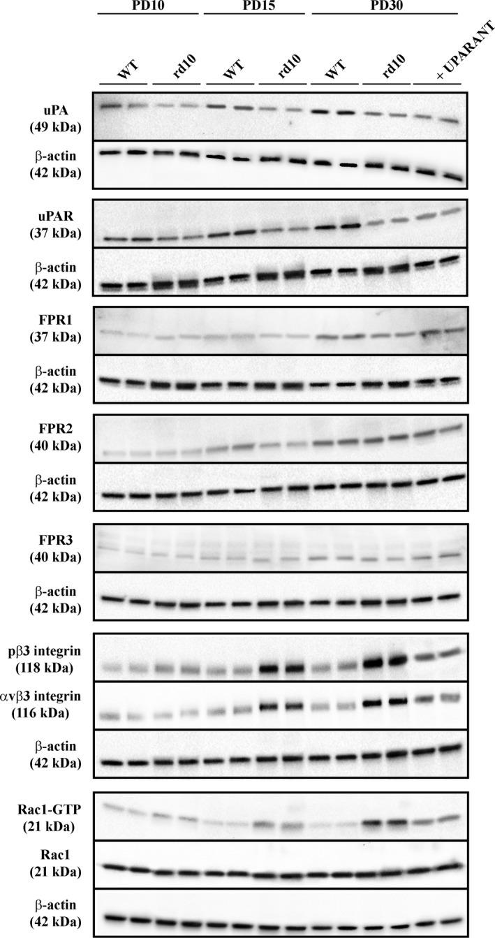 https://cdn.ncbi.nlm.nih.gov/pmc/blobs/aaff/6653070/394b135ae95a/JCMM-23-5176-g006.jpg