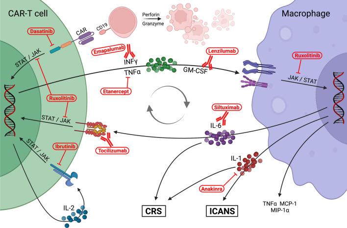 https://cdn.ncbi.nlm.nih.gov/pmc/blobs/ab01/11252192/61702f42e712/281_2024_1013_Fig1_HTML.jpg