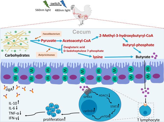 https://cdn.ncbi.nlm.nih.gov/pmc/blobs/ab02/9314779/8a32a7016105/fimmu-13-849780-g012.jpg