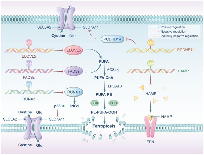 https://cdn.ncbi.nlm.nih.gov/pmc/blobs/ab05/12045471/866d8b5ae8ec/ijmm-55-06-05534-g01.jpg