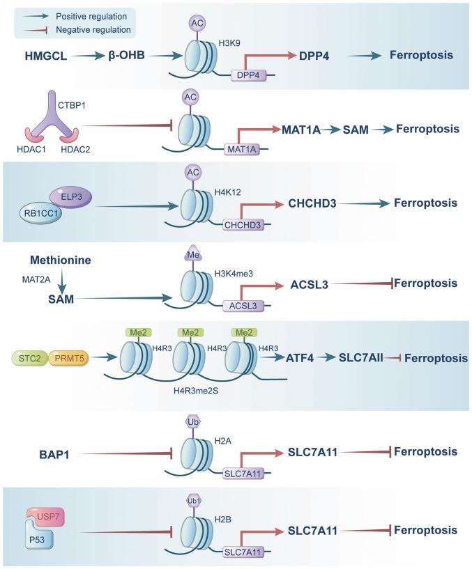 https://cdn.ncbi.nlm.nih.gov/pmc/blobs/ab05/12045471/951c90555535/ijmm-55-06-05534-g02.jpg