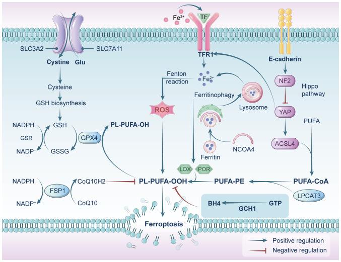 https://cdn.ncbi.nlm.nih.gov/pmc/blobs/ab05/12045471/cbb0f60f92ed/ijmm-55-06-05534-g00.jpg