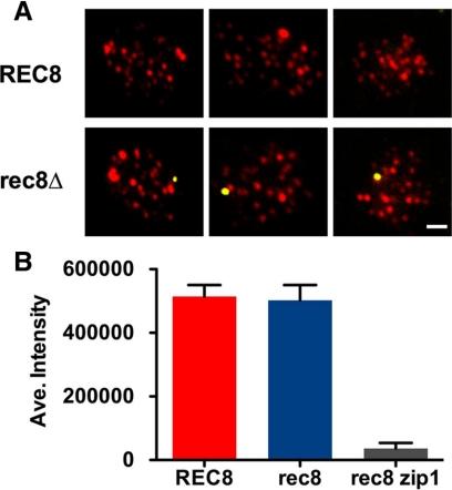 https://cdn.ncbi.nlm.nih.gov/pmc/blobs/ab08/2877639/2f5ace377781/zmk0111094560006.jpg