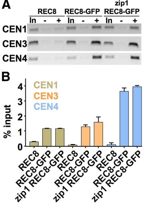 https://cdn.ncbi.nlm.nih.gov/pmc/blobs/ab08/2877639/437549c2c41e/zmk0111094560007.jpg