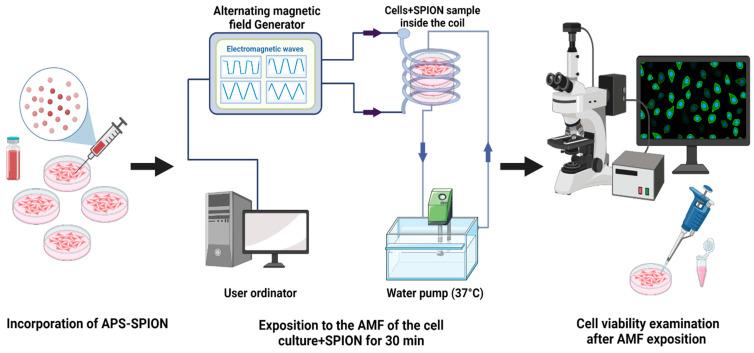 https://cdn.ncbi.nlm.nih.gov/pmc/blobs/ab0a/10648011/65713e4231ce/ijms-24-15933-g010.jpg