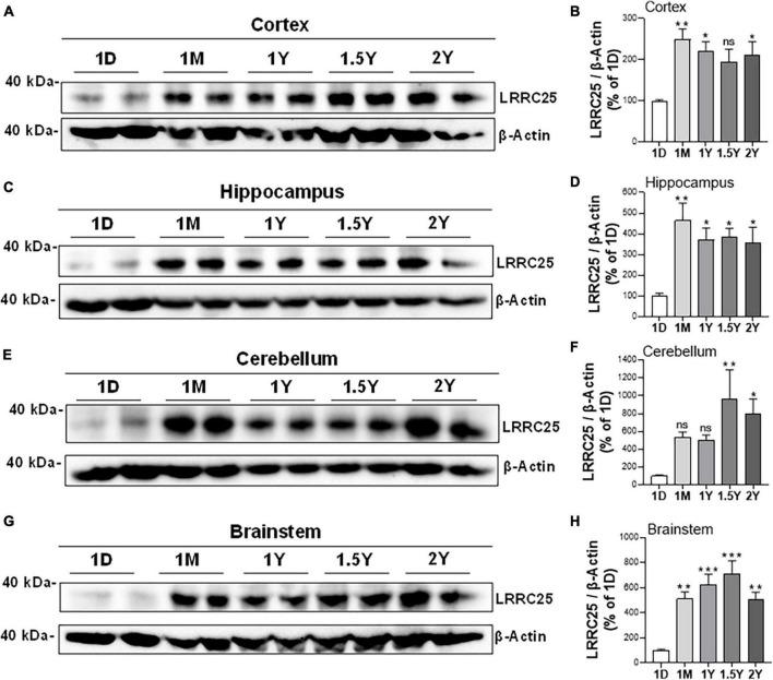 https://cdn.ncbi.nlm.nih.gov/pmc/blobs/ab0e/10929014/12be5b967a61/fnmol-17-1365752-g003.jpg