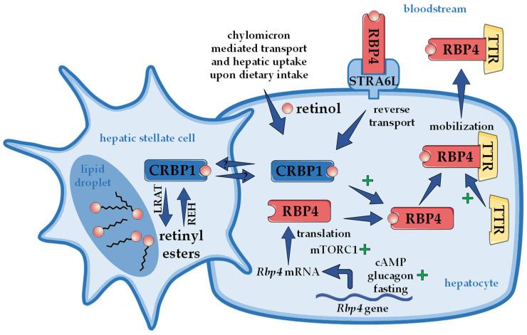 https://cdn.ncbi.nlm.nih.gov/pmc/blobs/ab0e/8951293/7bc5a787bd7b/nutrients-14-01236-g001.jpg