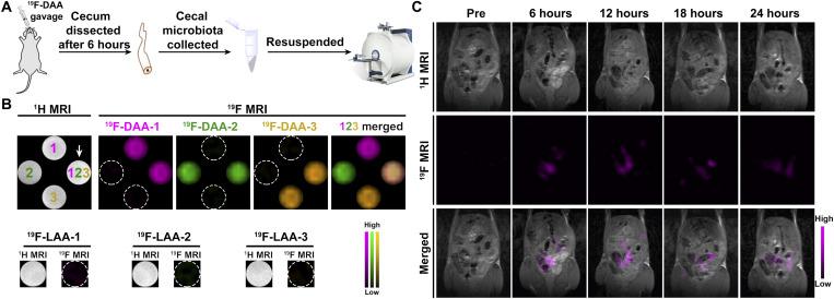 https://cdn.ncbi.nlm.nih.gov/pmc/blobs/ab0e/9882976/4a3a16e61af0/sciadv.abg6808-f2.jpg