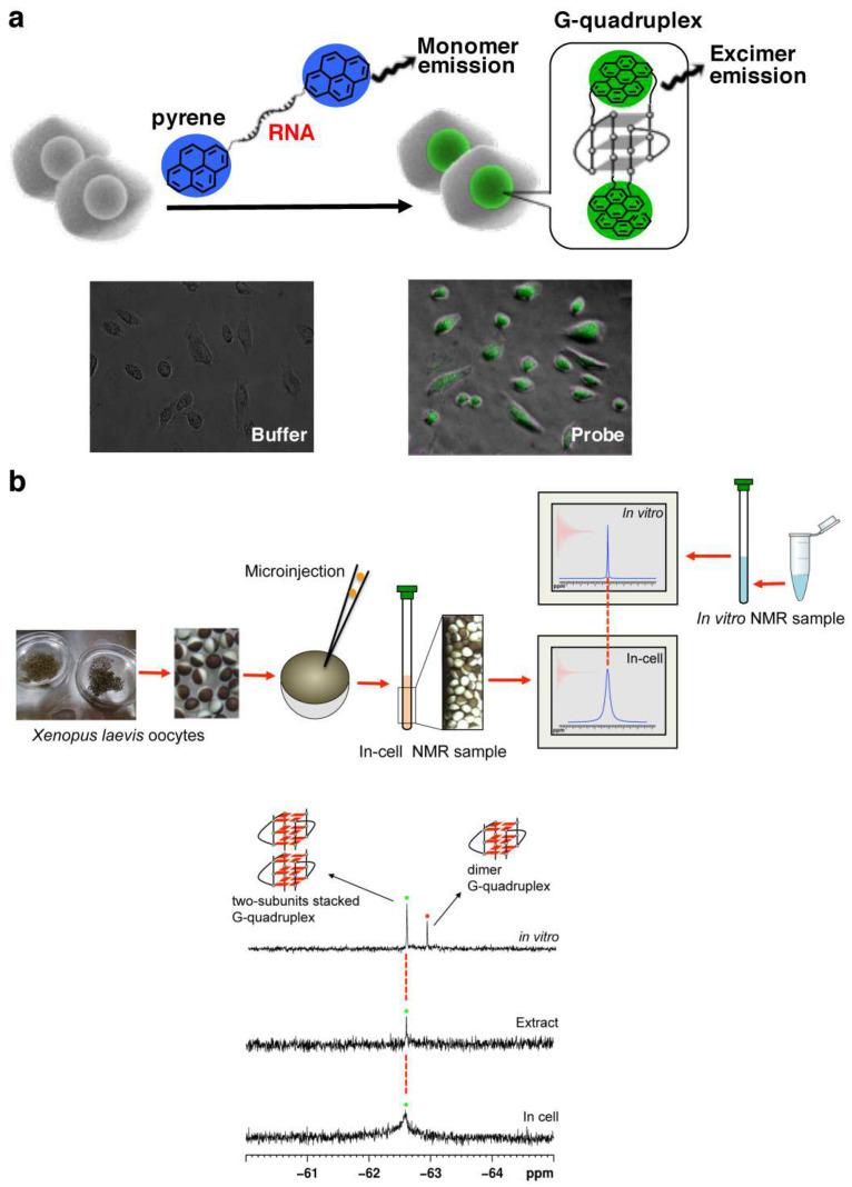 https://cdn.ncbi.nlm.nih.gov/pmc/blobs/ab10/10780218/7e14b1eb9b70/molecules-29-00174-g004.jpg