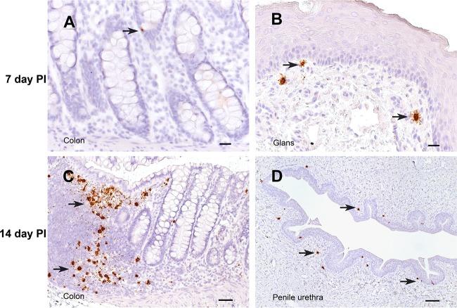https://cdn.ncbi.nlm.nih.gov/pmc/blobs/ab10/4810538/0d8b5ebd874a/zjv9990915510004.jpg