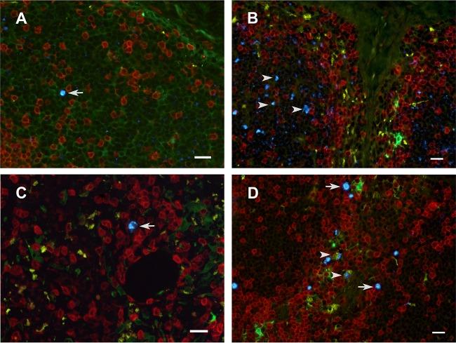 https://cdn.ncbi.nlm.nih.gov/pmc/blobs/ab10/4810538/5c753c1c1b08/zjv9990915510006.jpg