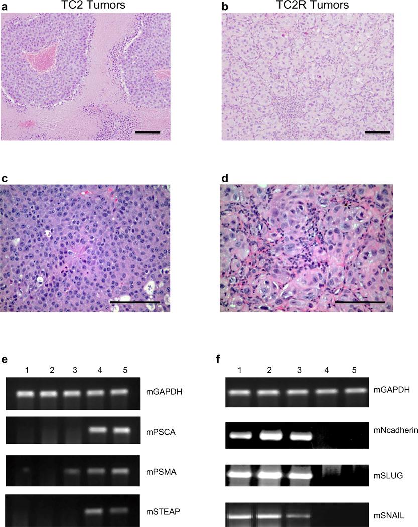 https://cdn.ncbi.nlm.nih.gov/pmc/blobs/ab13/3918897/9db32101456d/nihms292957f4.jpg