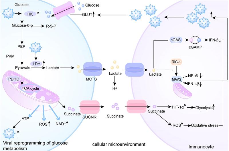 https://cdn.ncbi.nlm.nih.gov/pmc/blobs/ab14/12413050/b57ab390db02/KVIR_A_2554302_F0004_OC.jpg