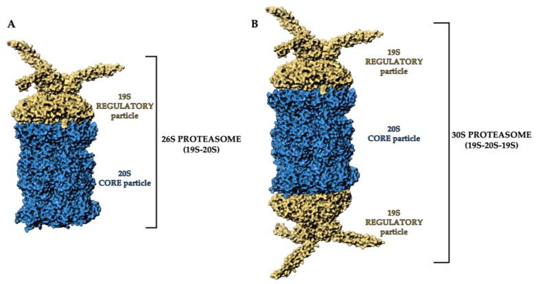 https://cdn.ncbi.nlm.nih.gov/pmc/blobs/ab17/9919276/ed5b8a1e32f6/molecules-28-01438-g001.jpg