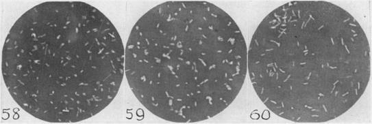 https://cdn.ncbi.nlm.nih.gov/pmc/blobs/ab19/440875/7bd2c54f03ec/bactrev00169-0103-b.jpg