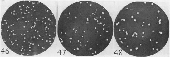 https://cdn.ncbi.nlm.nih.gov/pmc/blobs/ab19/440875/900326219cfd/bactrev00169-0101-a.jpg