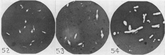 https://cdn.ncbi.nlm.nih.gov/pmc/blobs/ab19/440875/a1f9e1724e3d/bactrev00169-0101-c.jpg