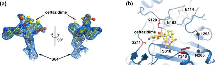 https://cdn.ncbi.nlm.nih.gov/pmc/blobs/ab1b/10865806/121da56f7736/mbio.02874-23.f002.jpg