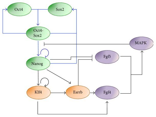 https://cdn.ncbi.nlm.nih.gov/pmc/blobs/ab1b/5480057/31f45df28220/SCI2017-7160419.004.jpg