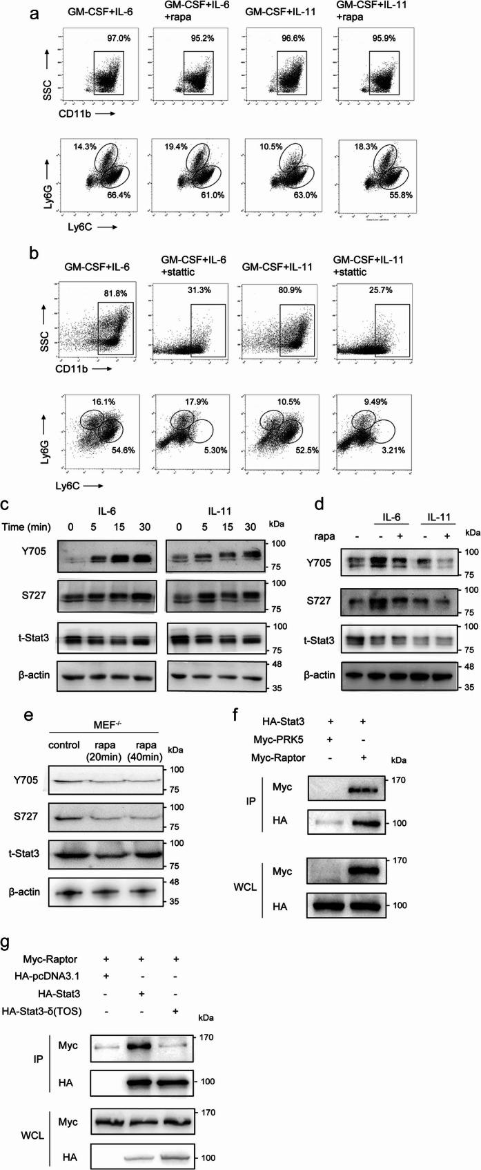 https://cdn.ncbi.nlm.nih.gov/pmc/blobs/ab21/12160463/da363488b53b/12950_2025_447_Fig3_HTML.jpg