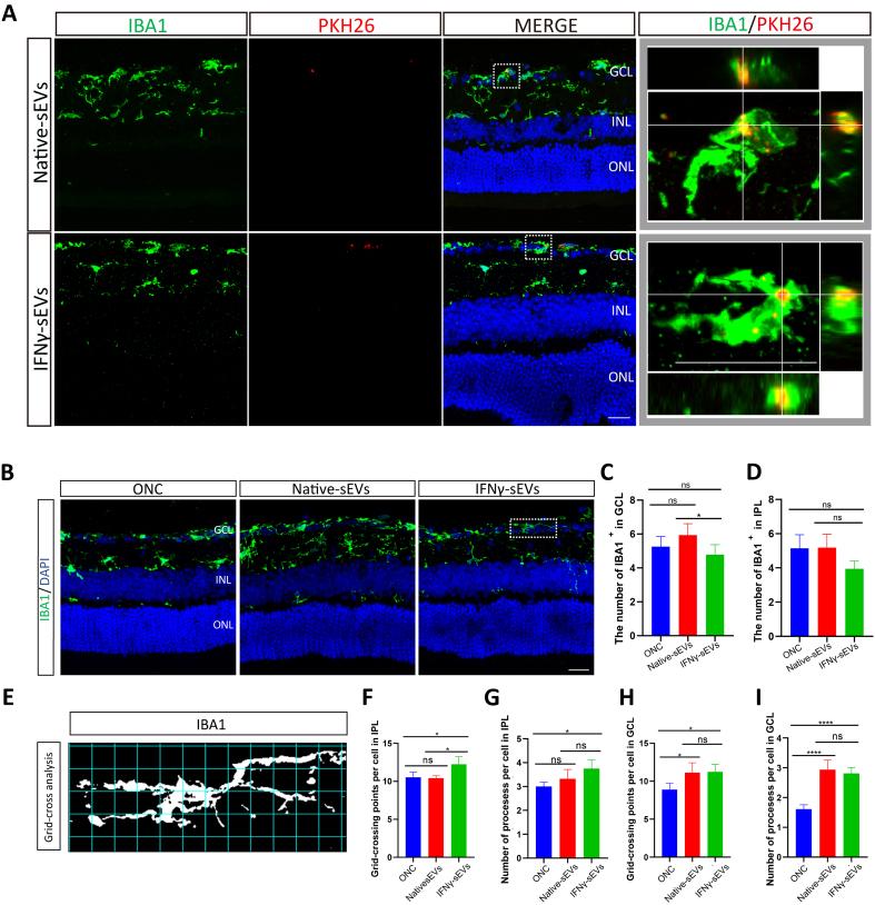 https://cdn.ncbi.nlm.nih.gov/pmc/blobs/ab25/11977360/fe7ab78ab5f4/evcna-6-1-87.fig.3.jpg