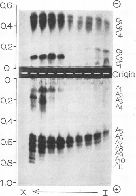https://cdn.ncbi.nlm.nih.gov/pmc/blobs/ab29/366359/3236cc184ad0/plntphys00228-0027-a.jpg