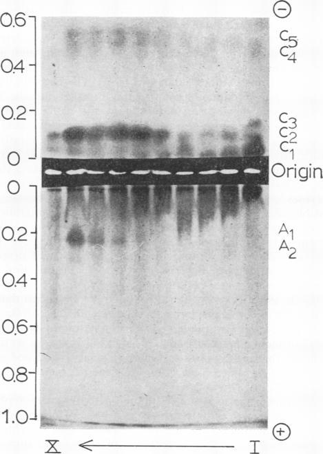 https://cdn.ncbi.nlm.nih.gov/pmc/blobs/ab29/366359/a78a56308a6c/plntphys00228-0027-b.jpg