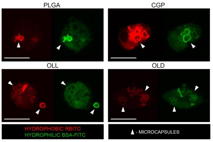 https://cdn.ncbi.nlm.nih.gov/pmc/blobs/ab2a/8912594/afe909918d5b/polymers-14-00931-g006.jpg