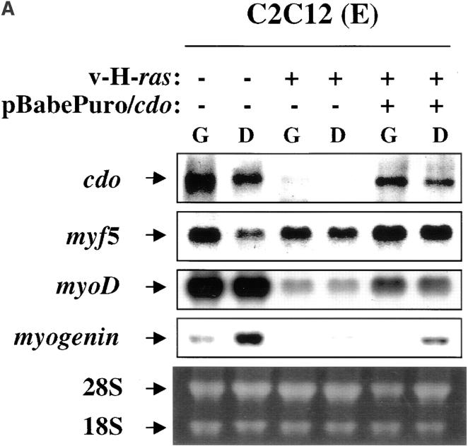 https://cdn.ncbi.nlm.nih.gov/pmc/blobs/ab2b/2132836/330e61b20e7e/JCB9807055.f4a.jpg